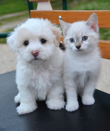 a white puppy and a kitten