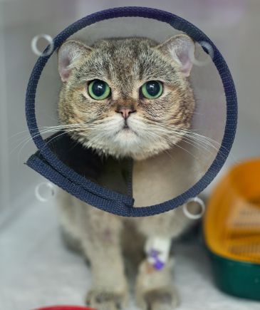 a cat with a cone around its neck