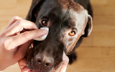 How to tell if your pet’s eye problem is urgent
