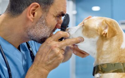 Reasons to see a veterinary ophthalmologist