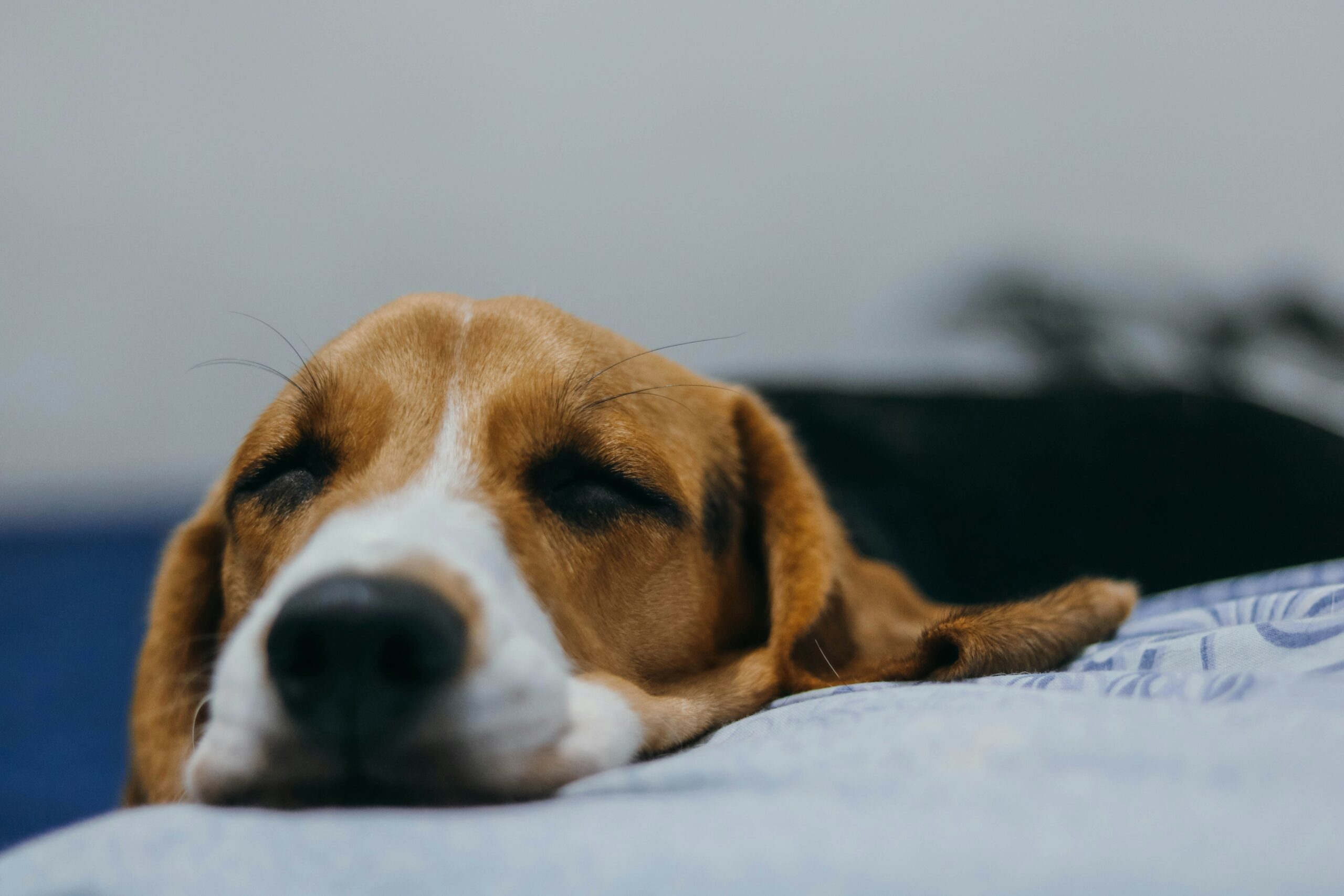 Beagle puppy looking sick staring at the camera